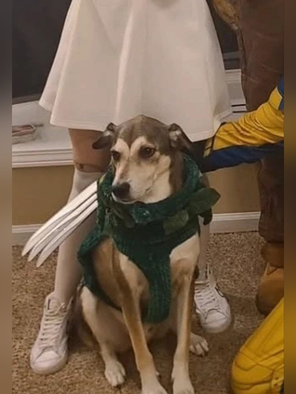 dog turtleneck sweater